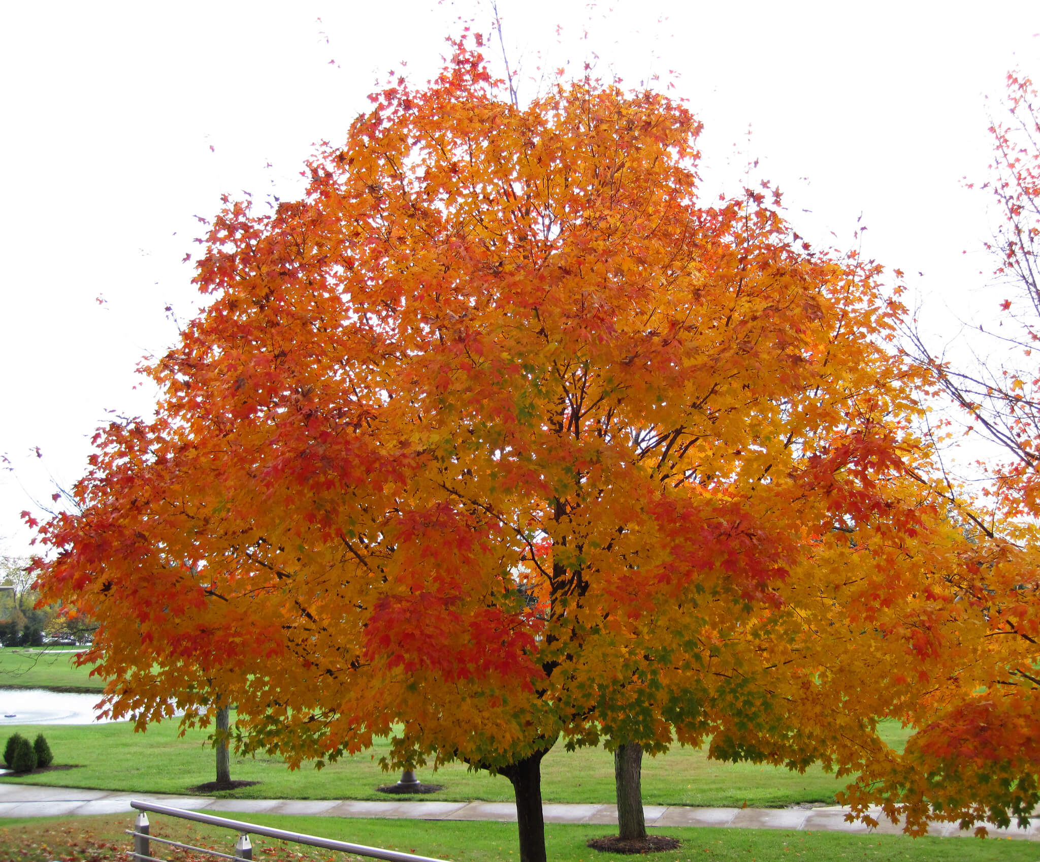 Acer saccharum